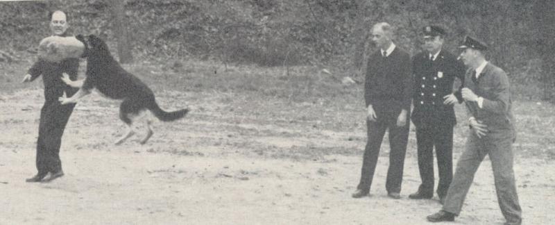 dogtraining forweb